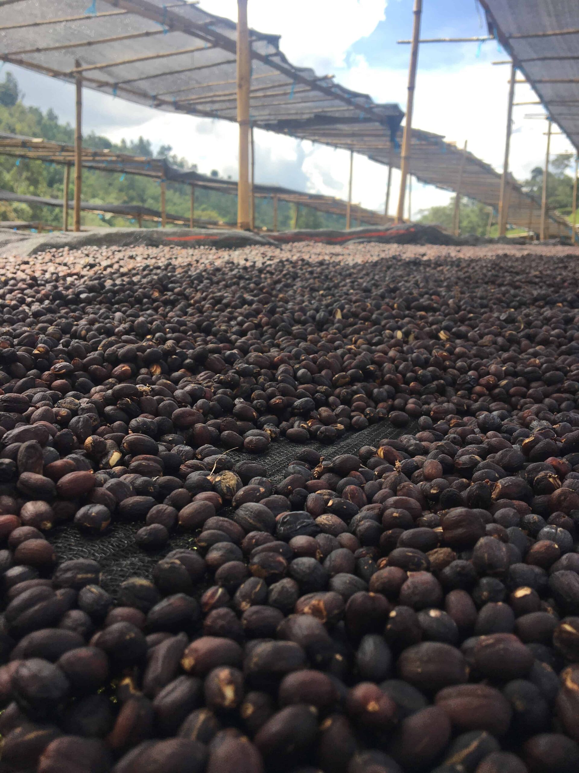 Selección de café en Jimma, Etiopía