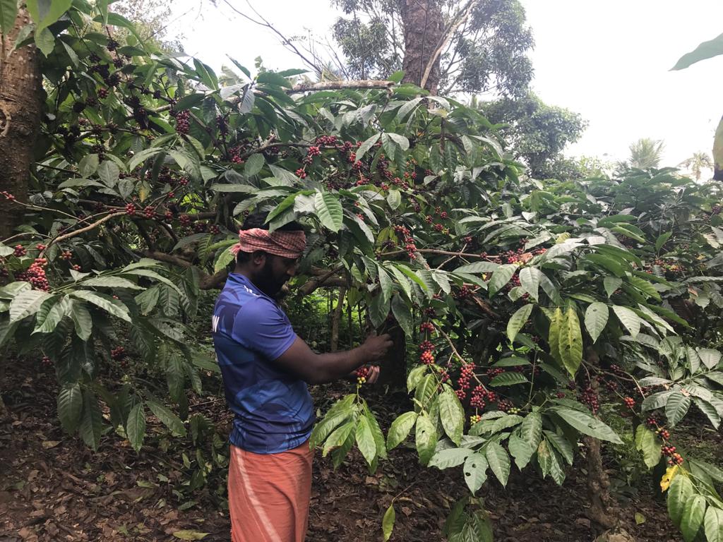 Selección de café en Kerala, India