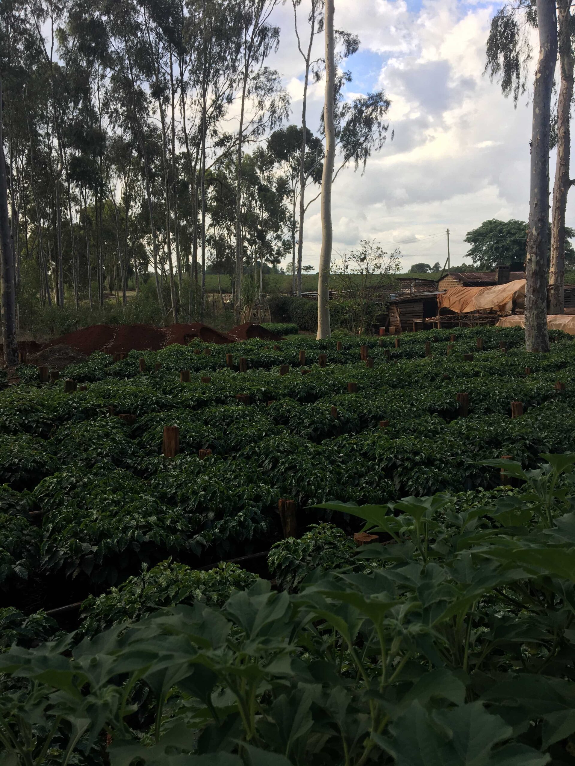 Plantación de café en la región de Murang'a, Kenia