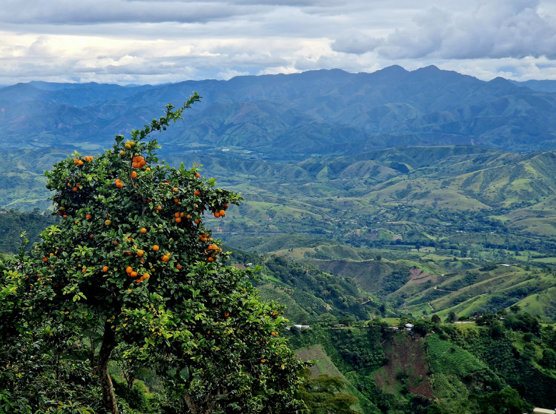 Colombian Coffee Landscape (1)