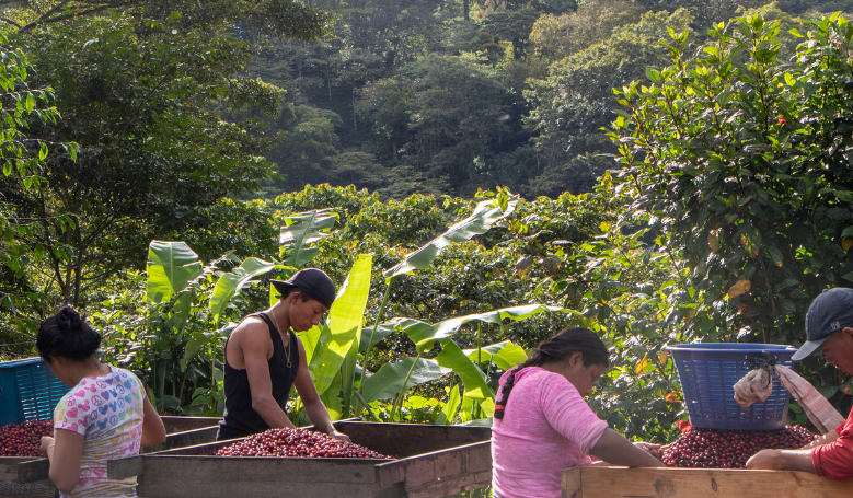The role of the importer of green coffee