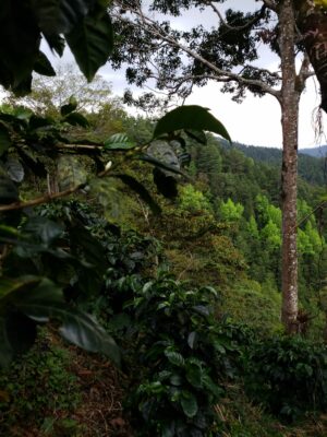 Panorámica de la finca La Libertal del productor de café de Nicaragua Danny Pastrana