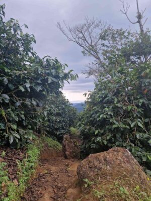 Vistas de la finca Las Brisas del productor de café de Nicaragua Hugo Nuñez