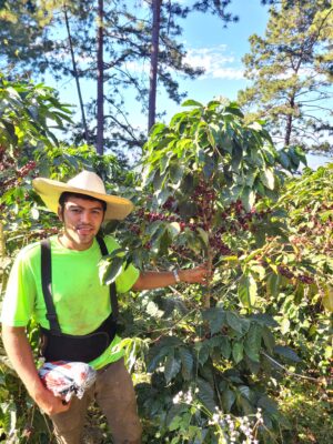 El productor de cafe de Honduras,