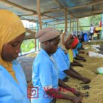 Recolectoras de café verde de Ruanda
