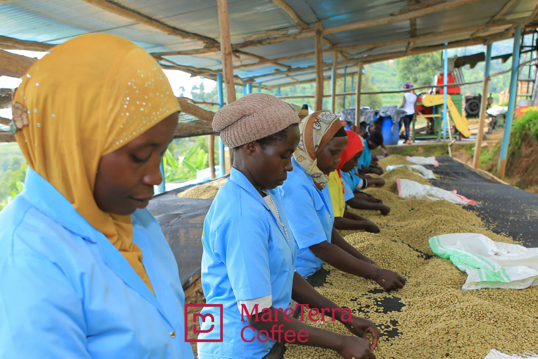 Cueilleurs de café vert au Rwanda