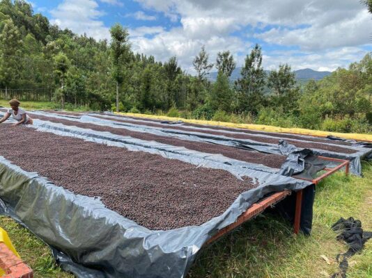 Vista panorámica de la estación de lavado de café Muganza en Ruanda