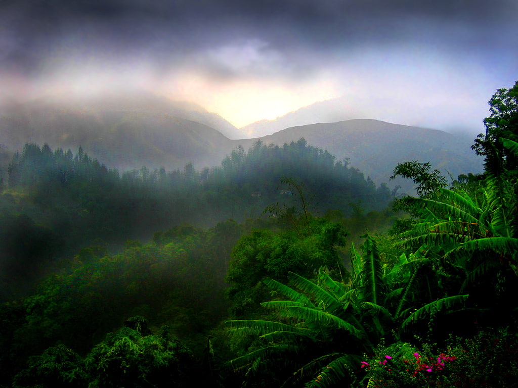 Plantación de café en Blue Mountain, Jamaica