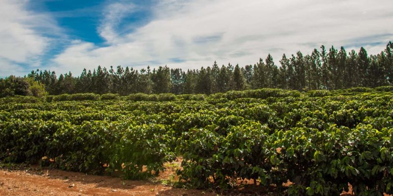 Plantation of the Daterra farm in the coffee origin Brazil